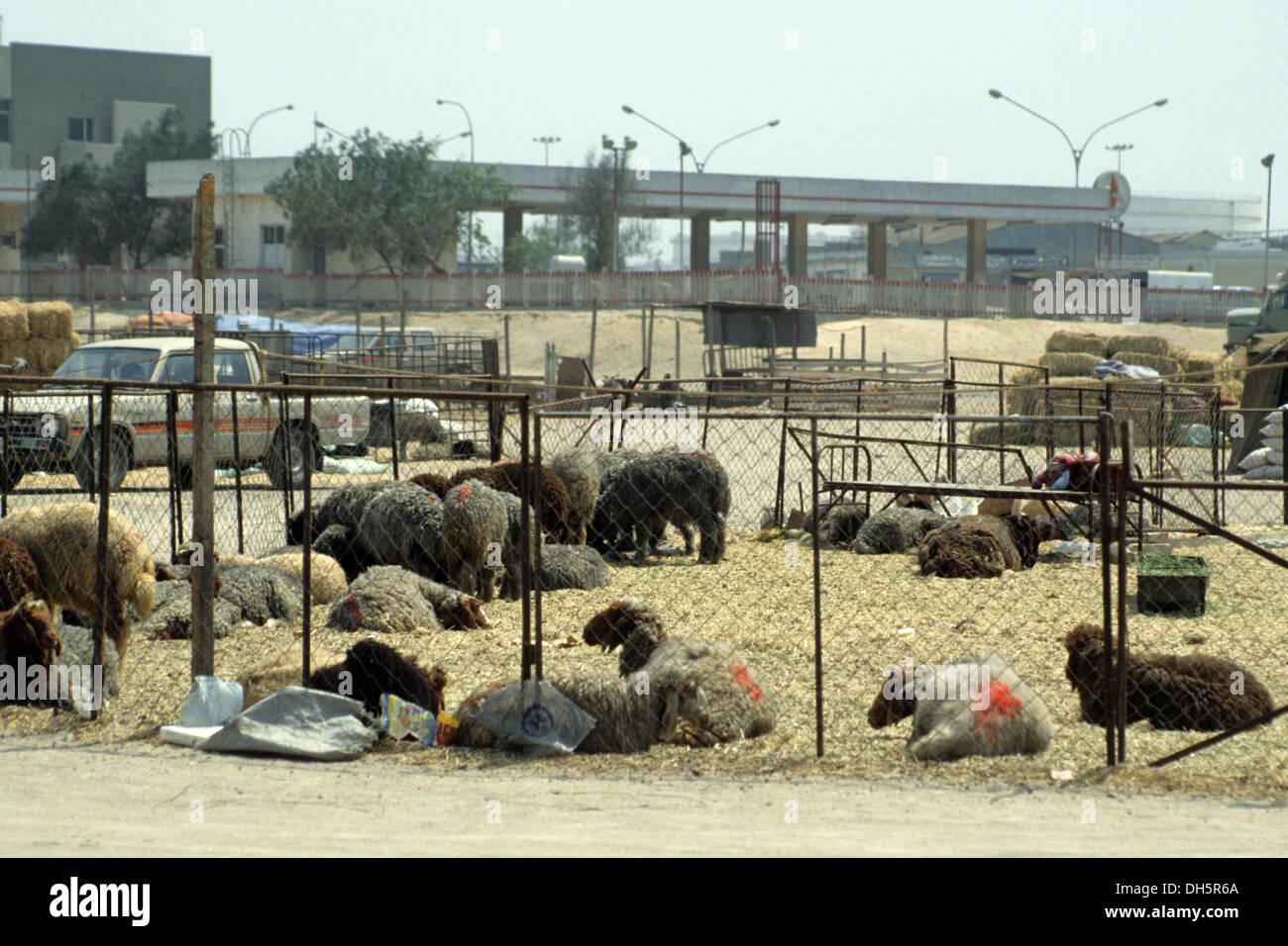 The aftermath of the 1991 Gulf War in Kuwait : sheep painted in black ...