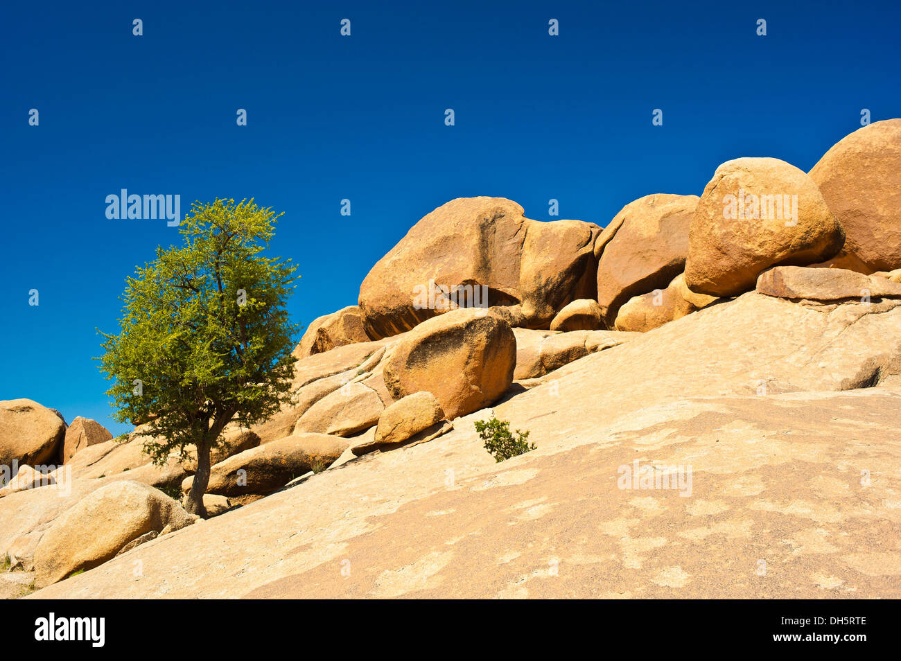 Impressive granite boulders lying on a rock, an Argan tree (Argania spinosa) on the left, Little Atlas mountain range Stock Photo