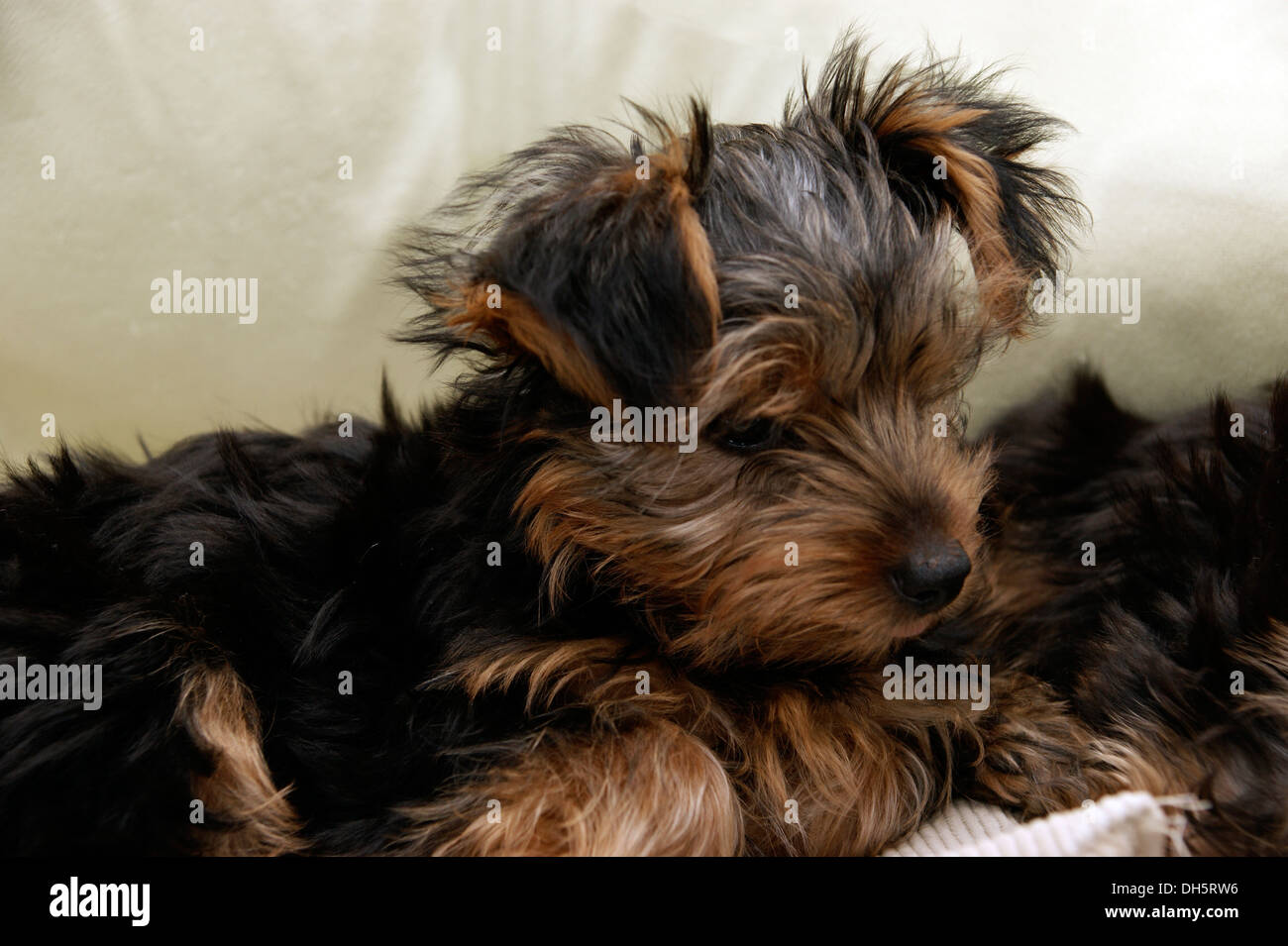 Cute Yorkshire terrier puppy dog Stock Photo