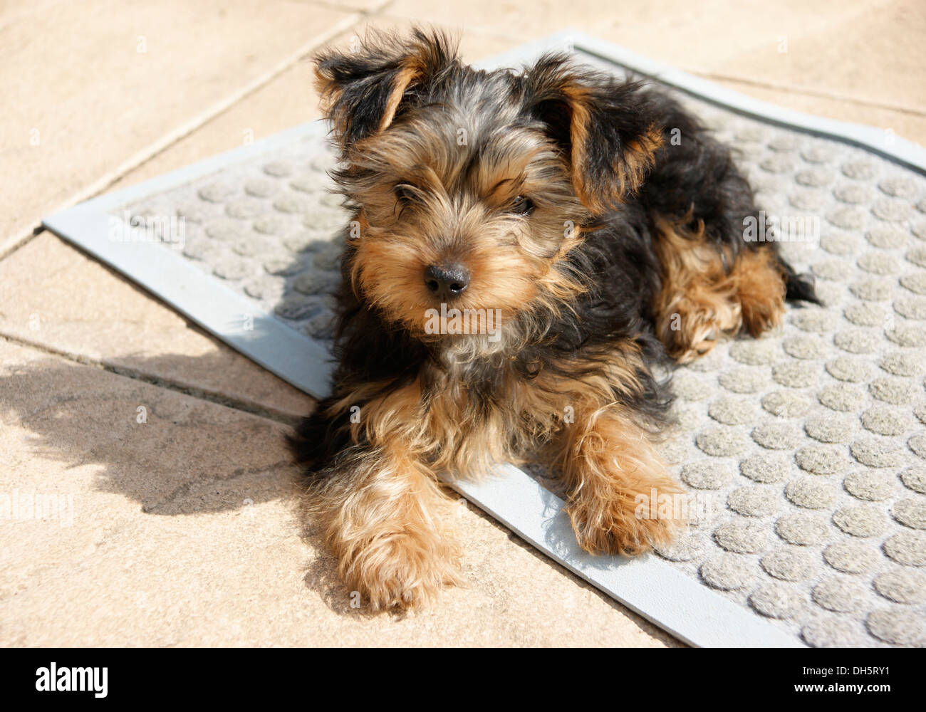 Cute Yorkshire terrier puppy dog Stock Photo