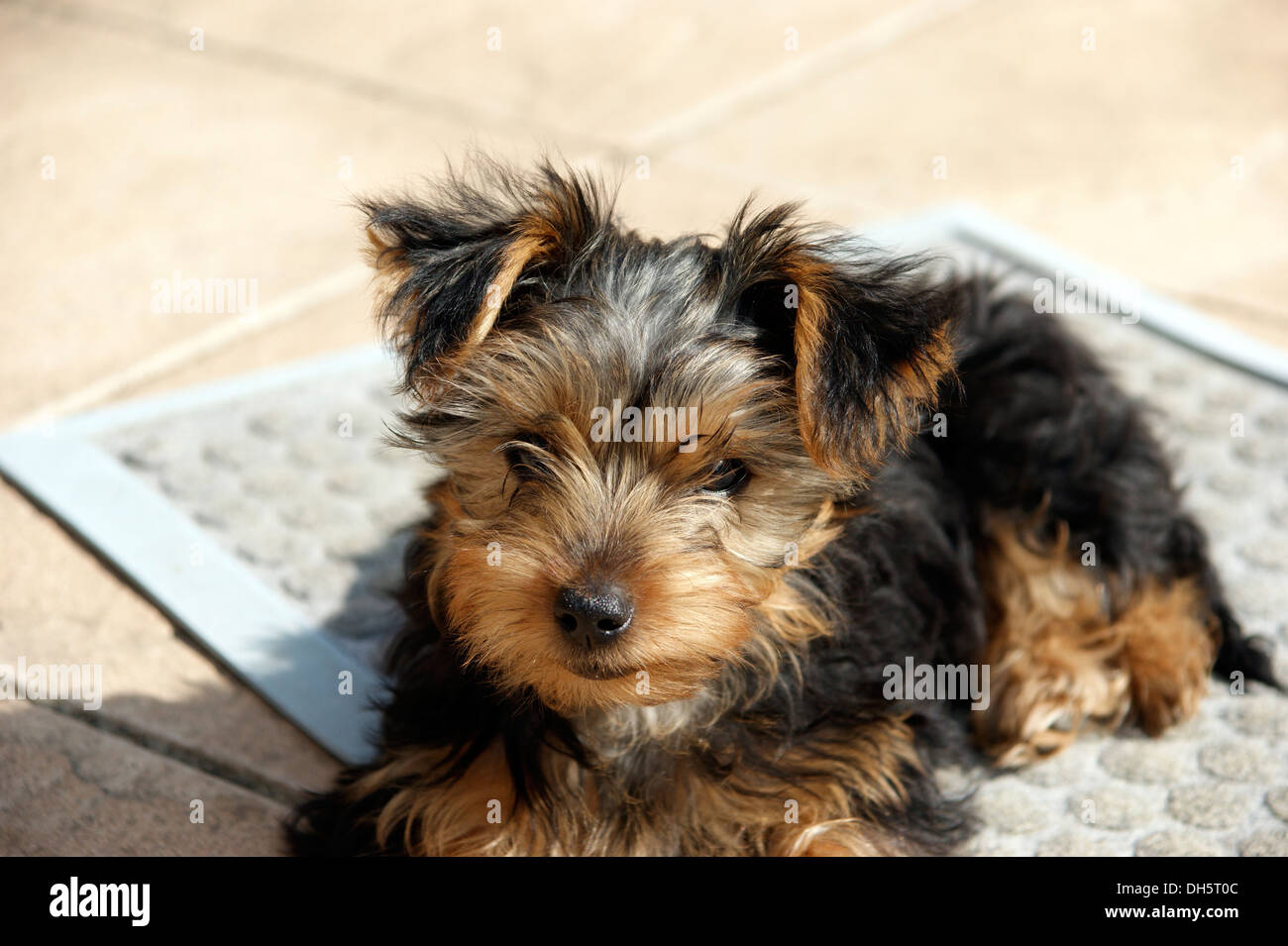 Cute Yorkshire terrier puppy dog Stock Photo