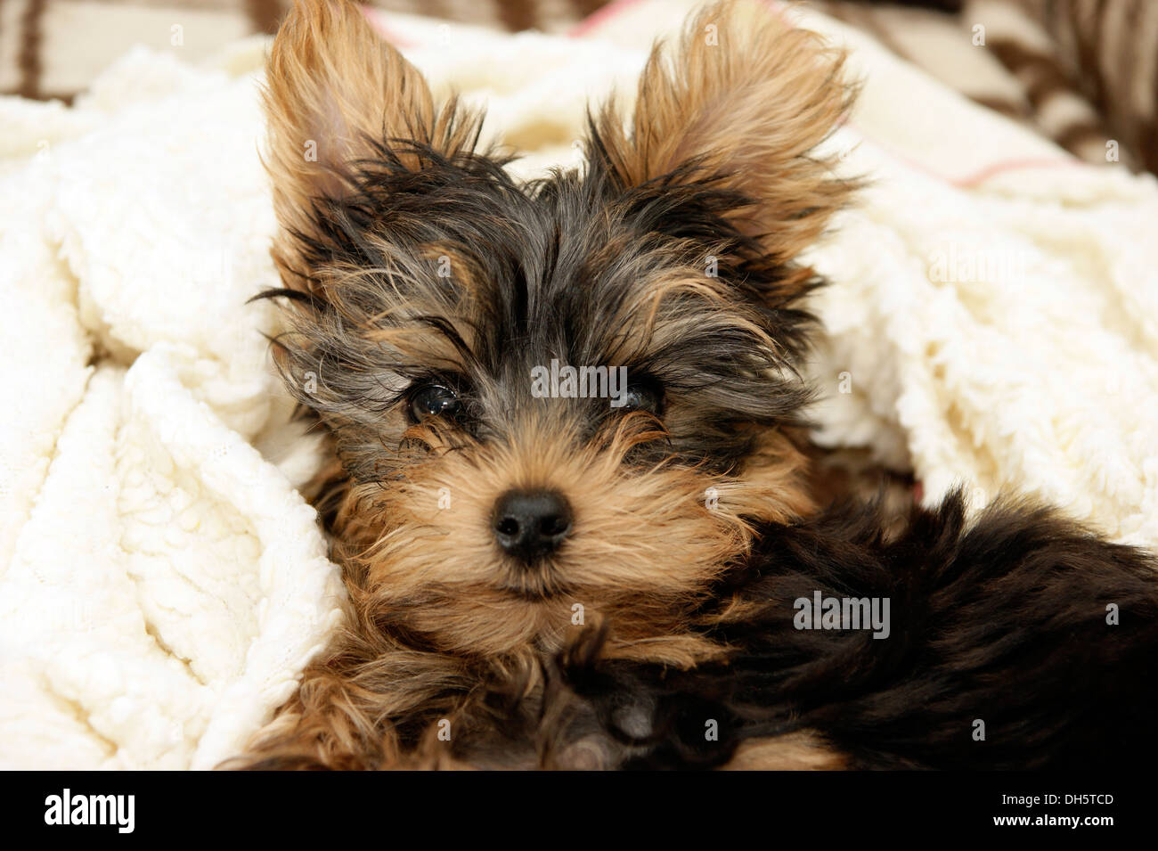 Cute Yorkshire Terrier Puppy Dog DH5TCD 