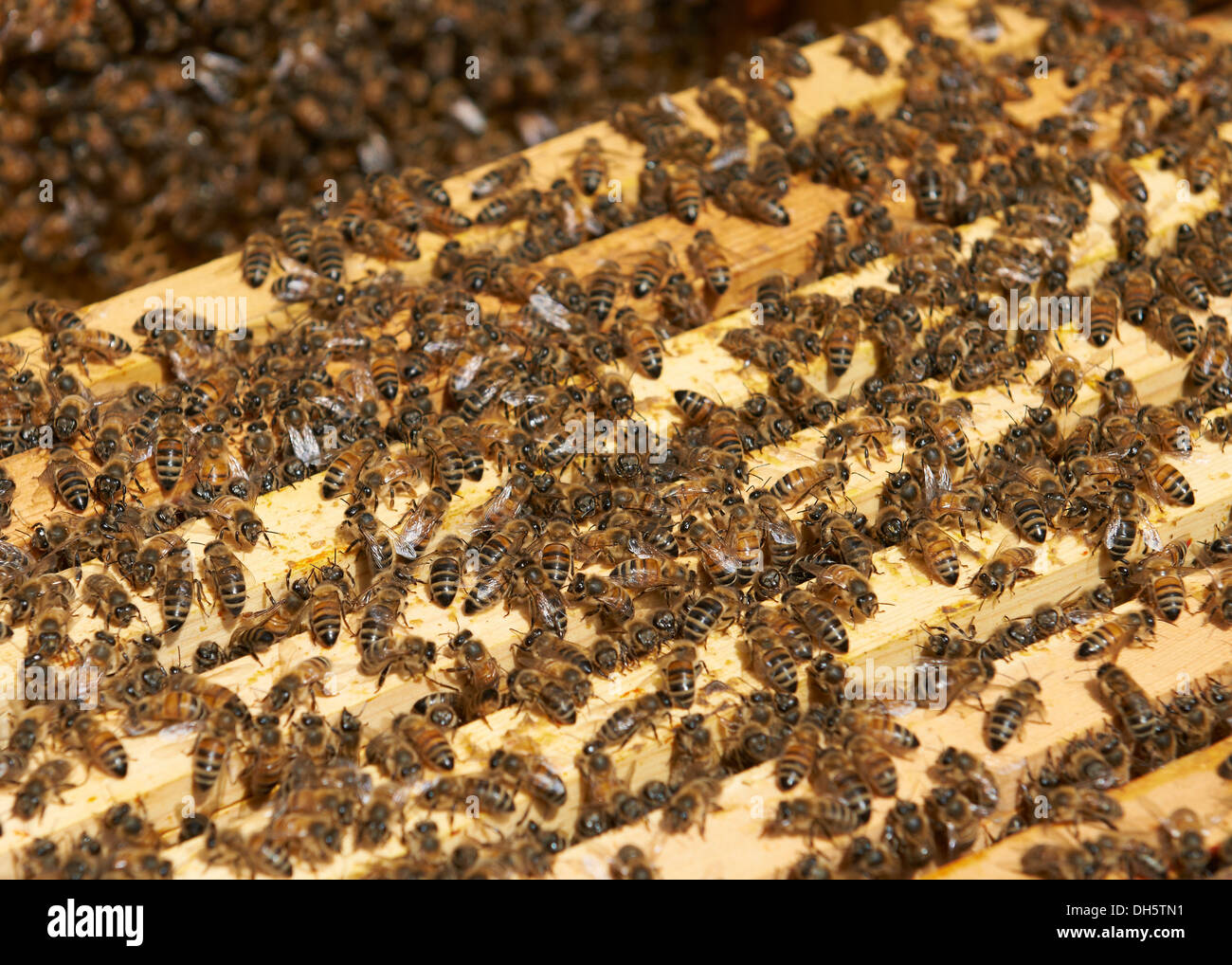 Bee's on top of frames in a bee hive of European honey bee's Stock Photo