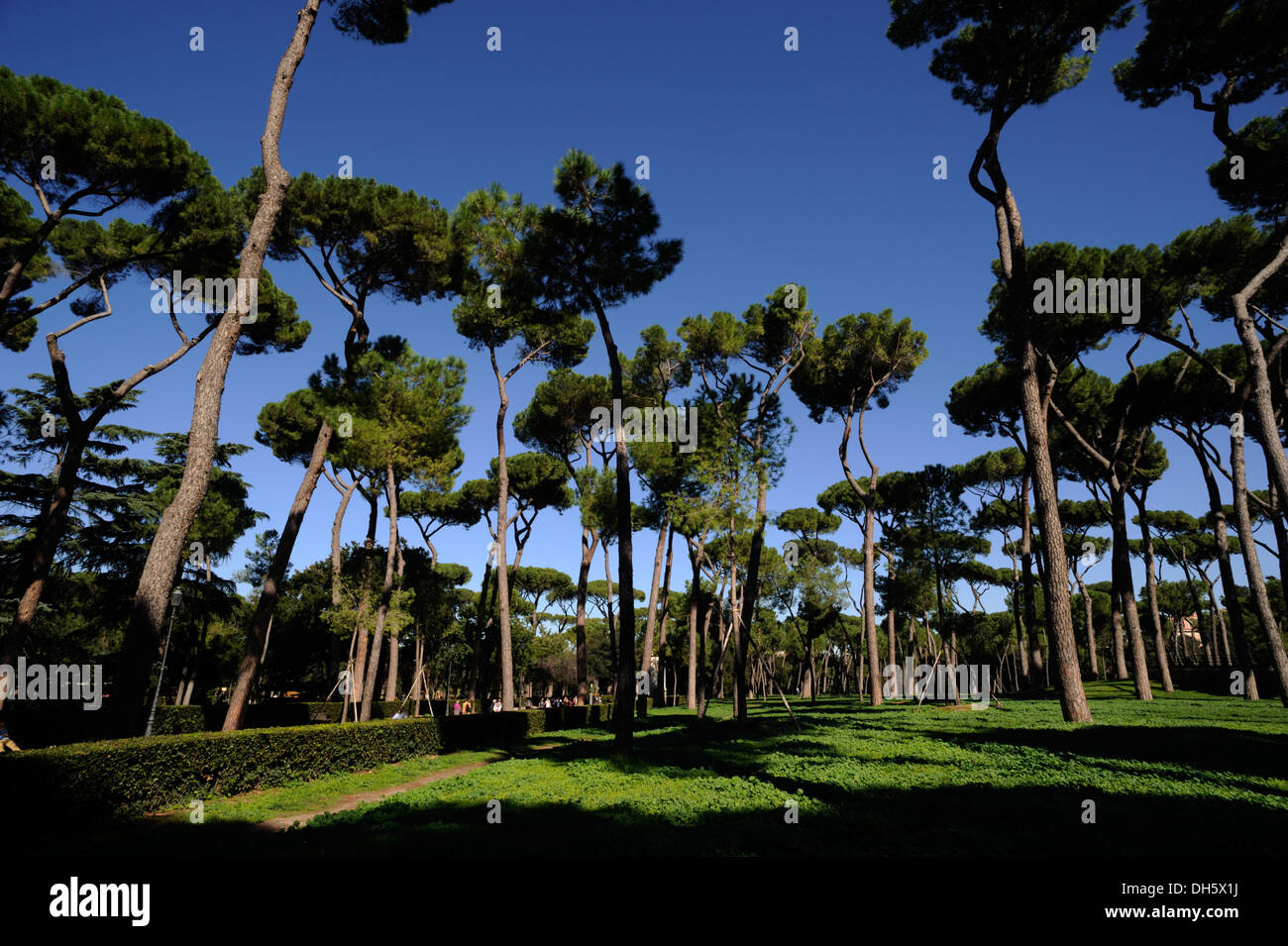 italy, rome, villa borghese, pine trees Stock Photo