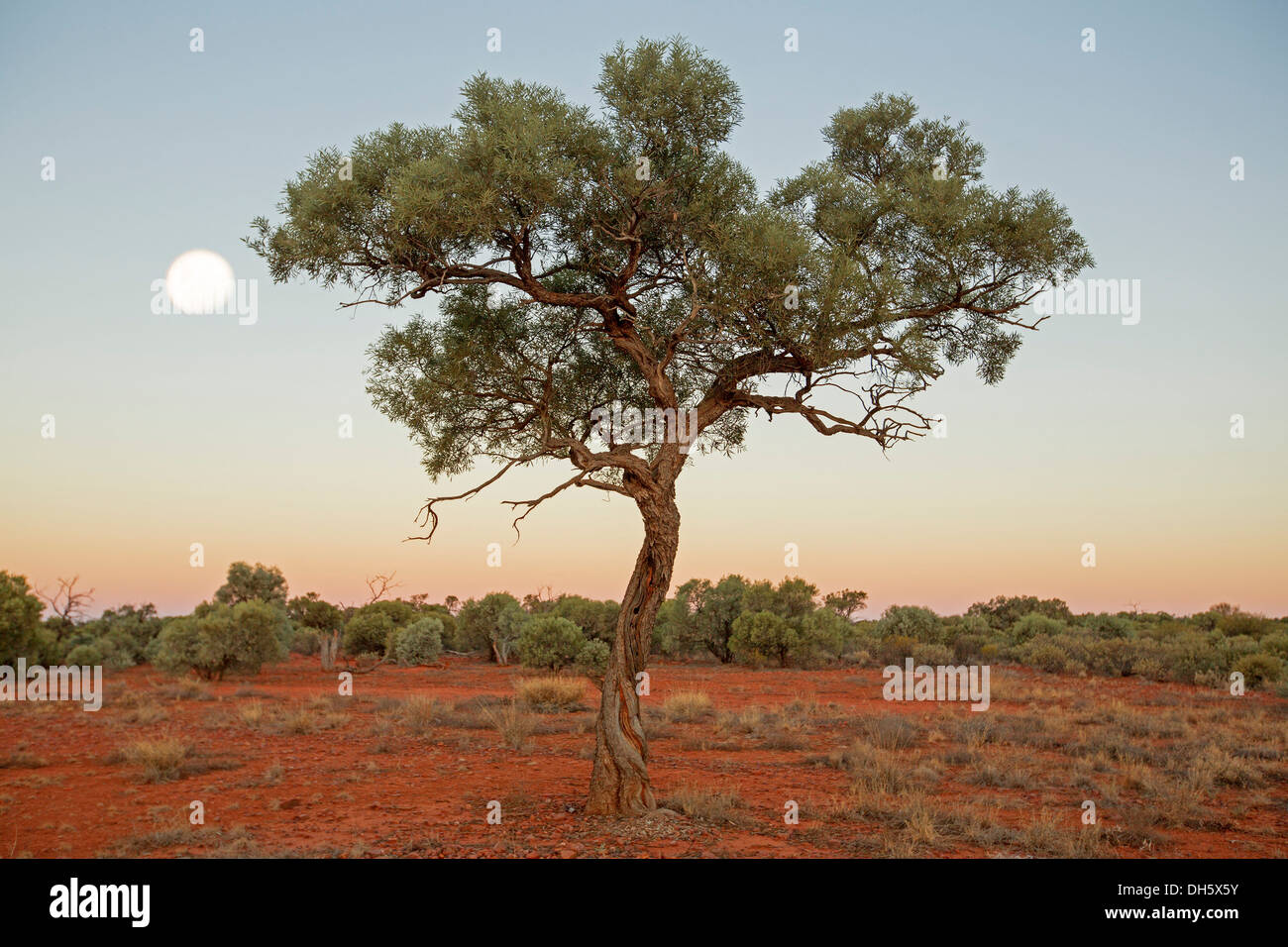 Solitary tree, red soil of plains, pink sky and full moon at dawn in outback Australian landscape in Northern Territory Stock Photo