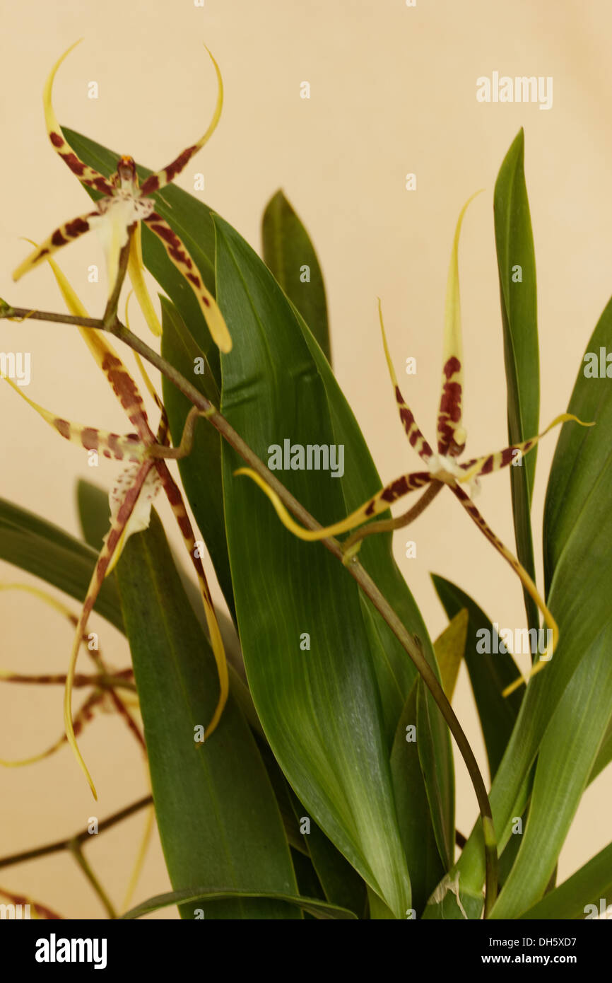 Cambria orchid flowers. Stock Photo