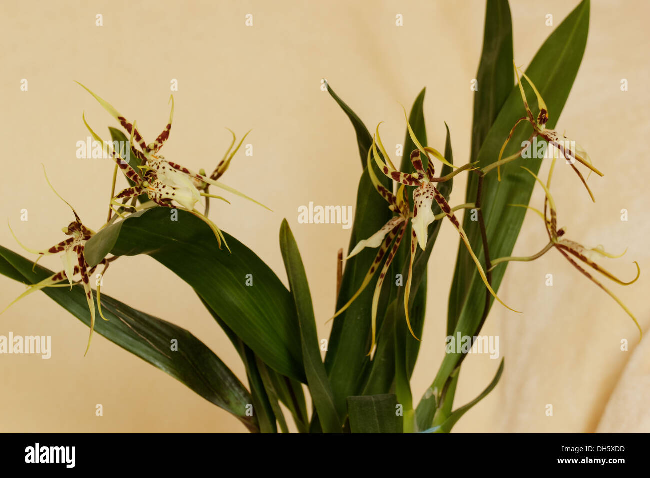 Cambria orchid. Stock Photo