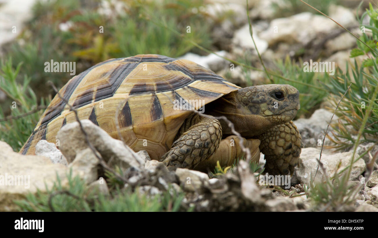 Spur-thighed tortoise or Greek tortoise (Testudo graeca) in Muselievo, Pleven, Bulgaria, Southern Europe Stock Photo