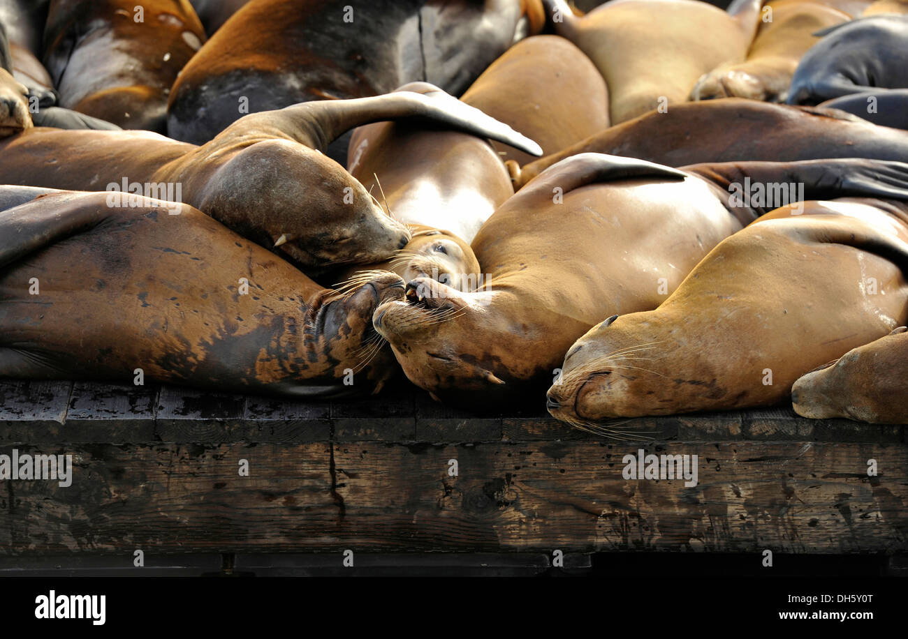 Sea lions sunbathing at Pier 39 Fisherman's Wharf San Francisco,  California, USA Stock Photo - Alamy