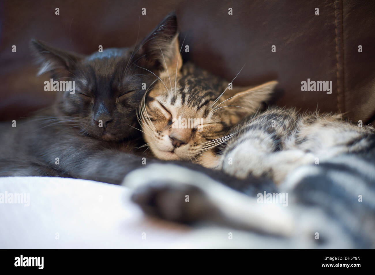 Sleeping Bengal Kittens (Tabby/Black) Stock Photo