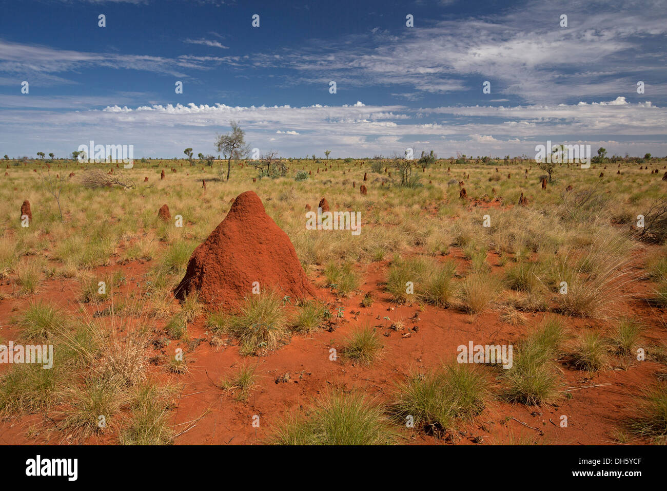 Colourful Australian outback landscape with red termite mounds and tufts of grass on plains stretching to horizon and blue sky Stock Photo