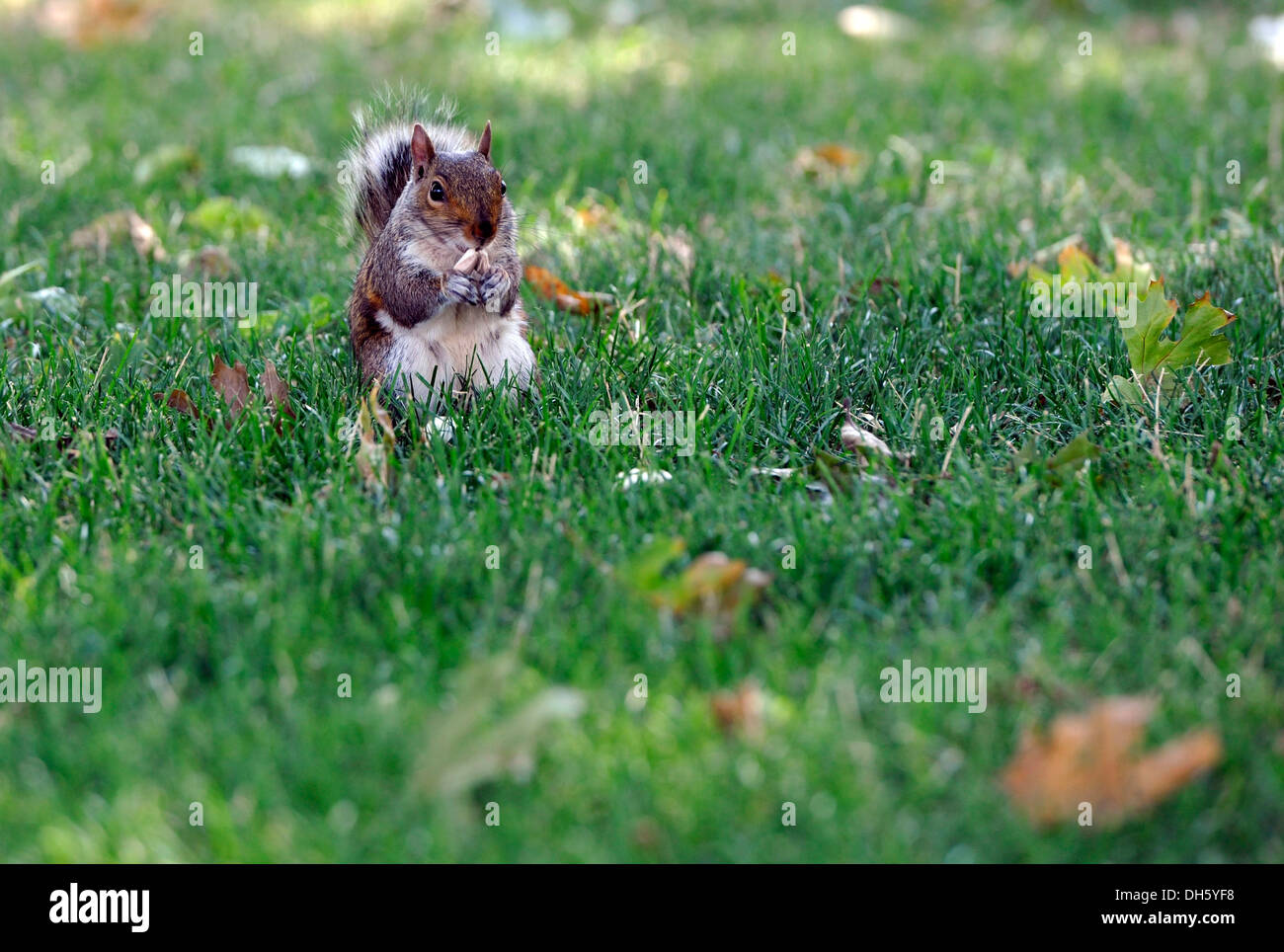 Eastern gray squirrel (Sciurus carolinensis), Washington DC, District of Columbia, USA, PublicGround Stock Photo