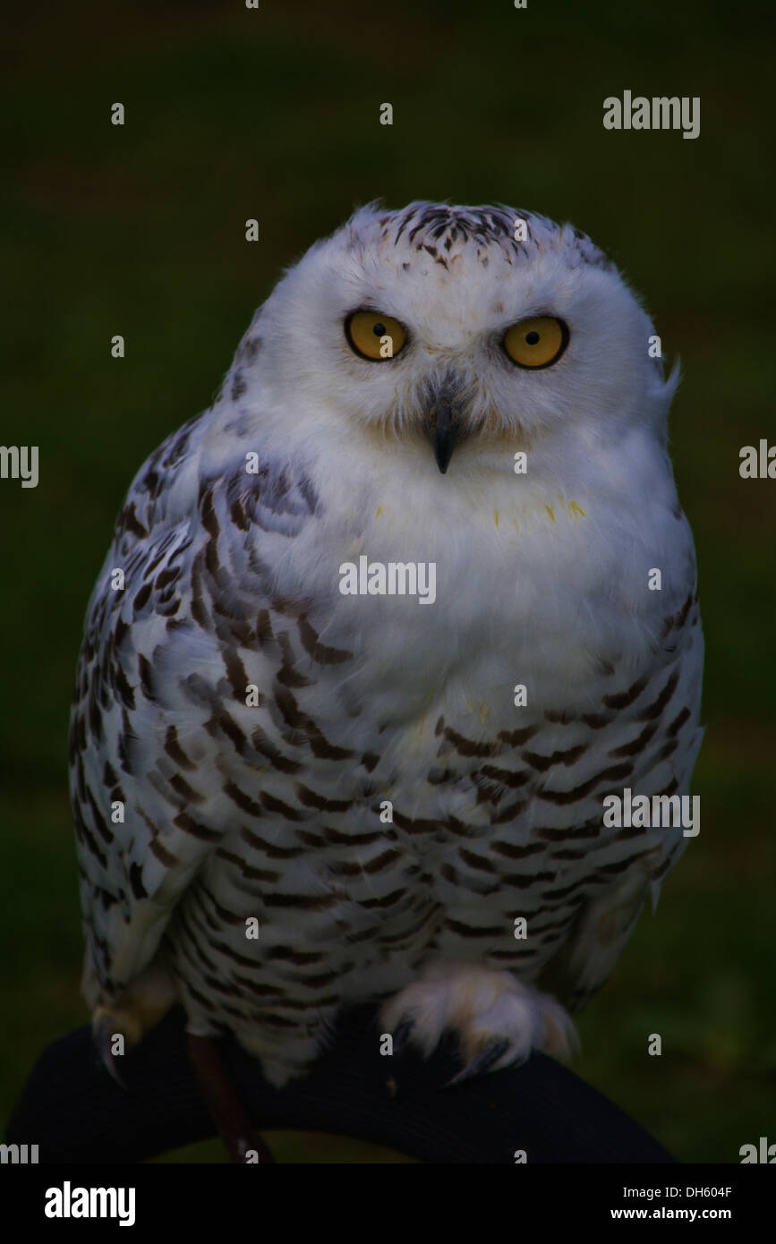 Snowy Owl, Strigidae, Bubo scandiacus Stock Photo