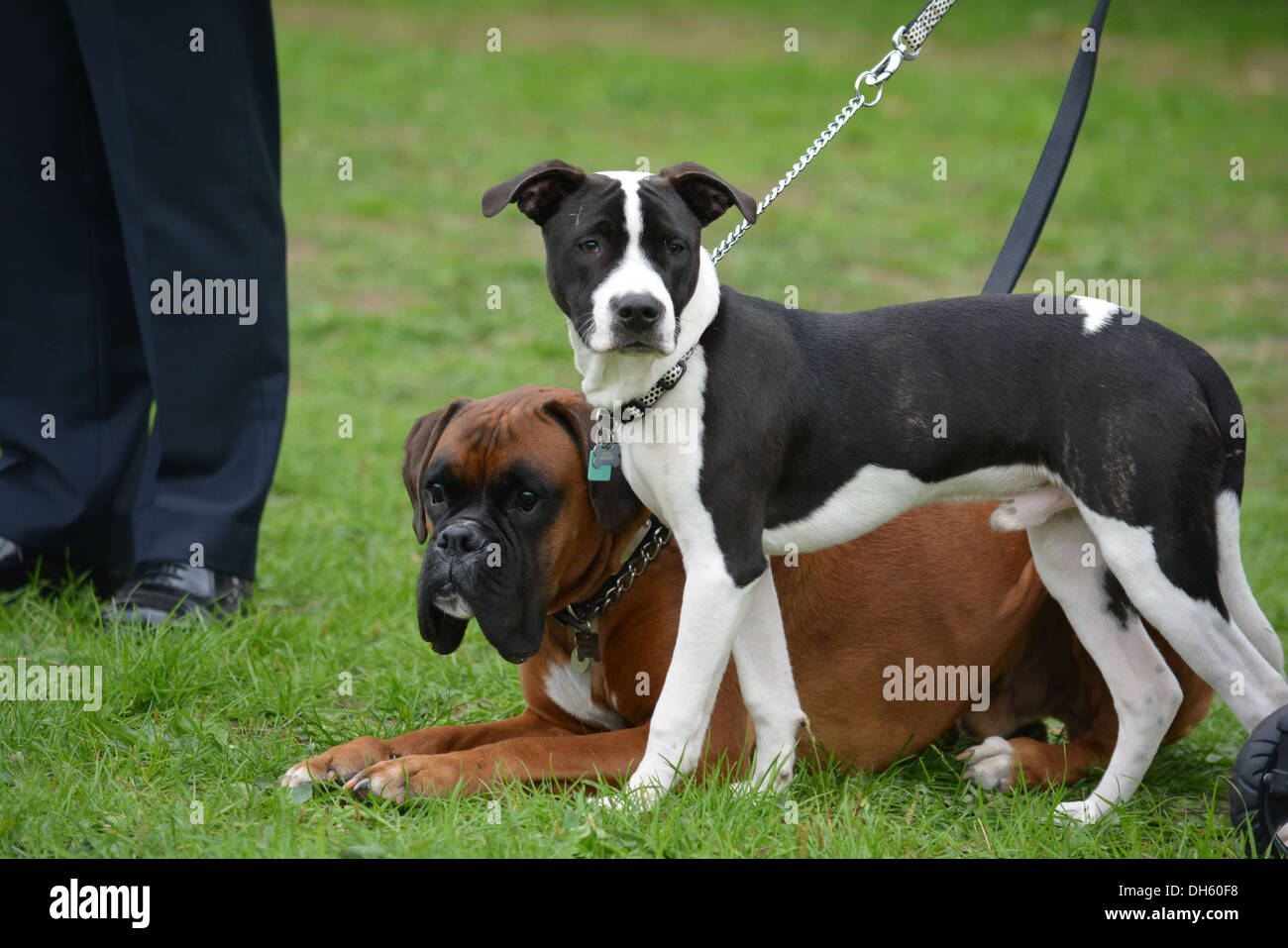 Boxer mongrel hi-res stock photography and images - Alamy