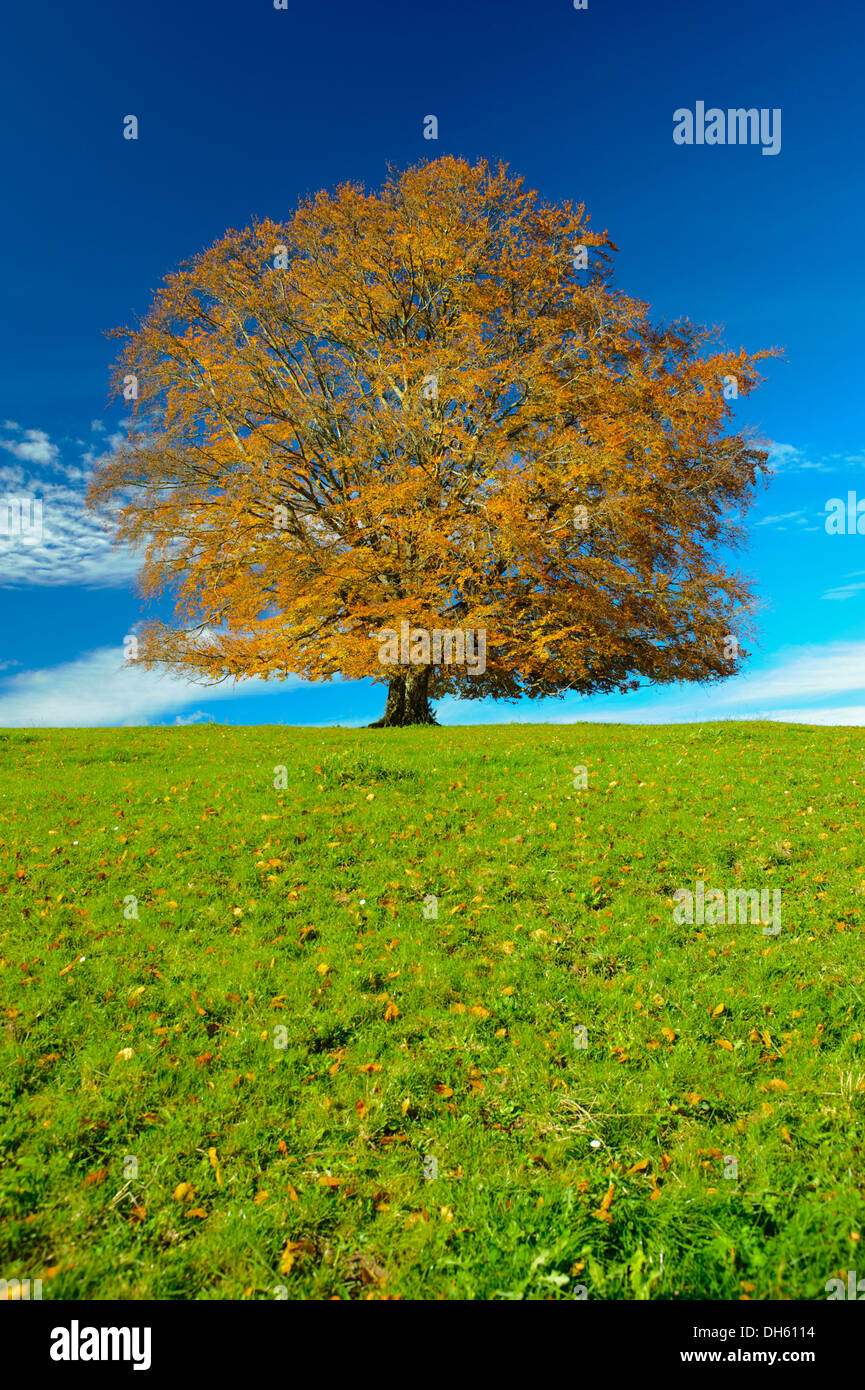 single beech tree in autumn Stock Photo Alamy