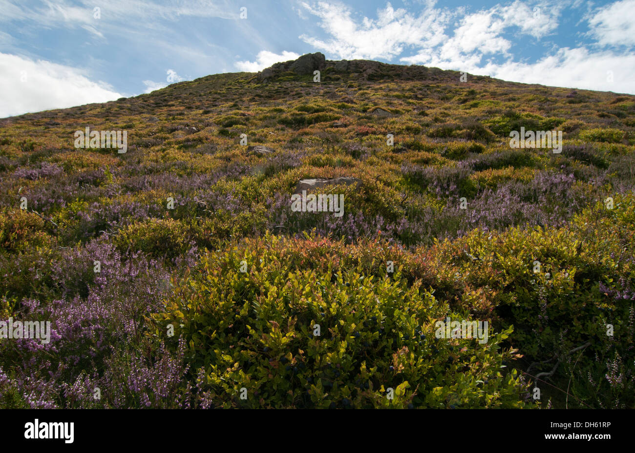 Ling, cross leaved heather and bilberry bush on the middle Eildon, Melrose Stock Photo