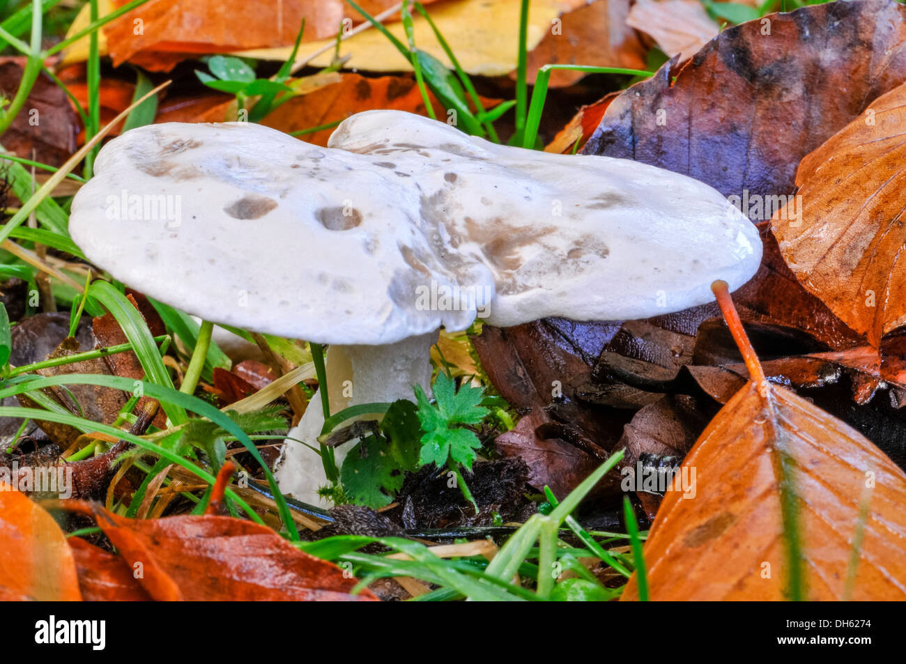 Wood hedgehog edible mushroom (Hydnum repundum) growing among leaf litter and grass Stock Photo
