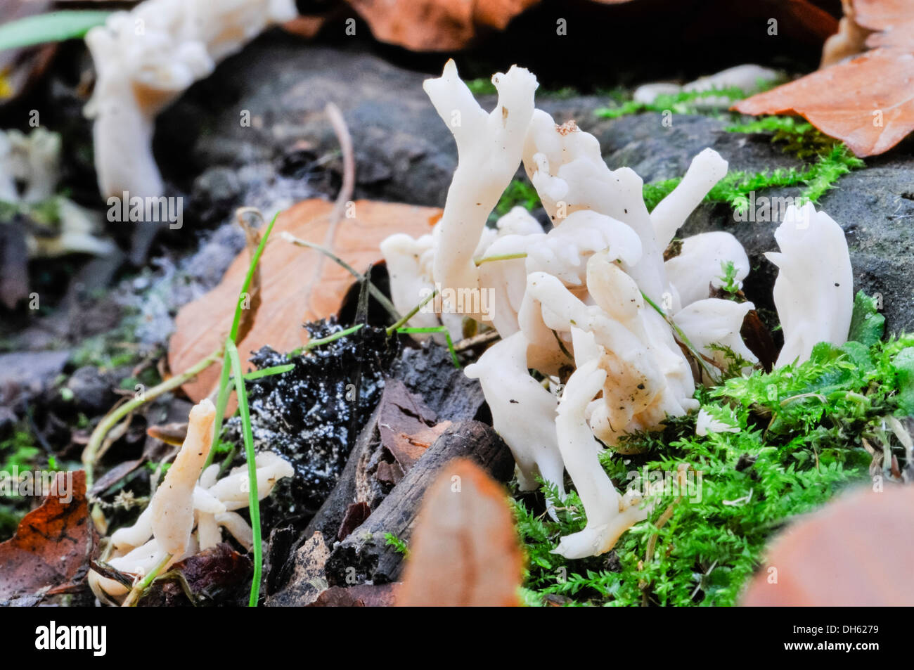 Jelly fungus growing among leaf litter Stock Photo