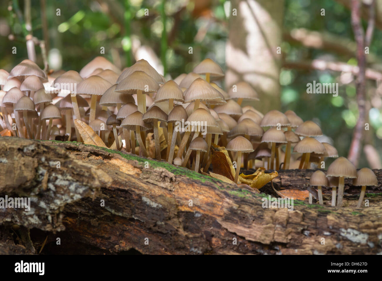 Group fungus hi-res stock photography and images - Alamy