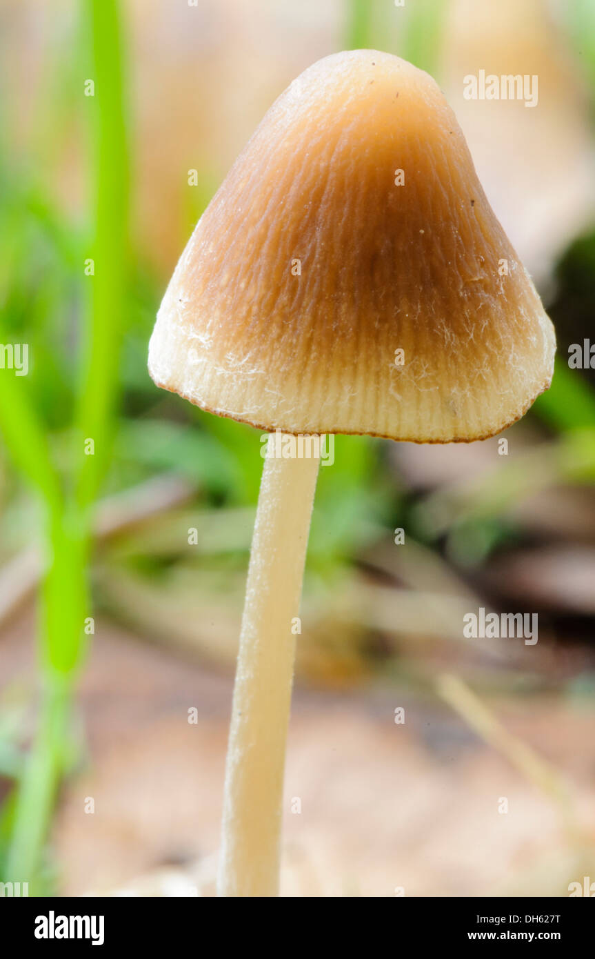 Brown conecap (Canocybe tenera) mushroom growing among grass Stock Photo