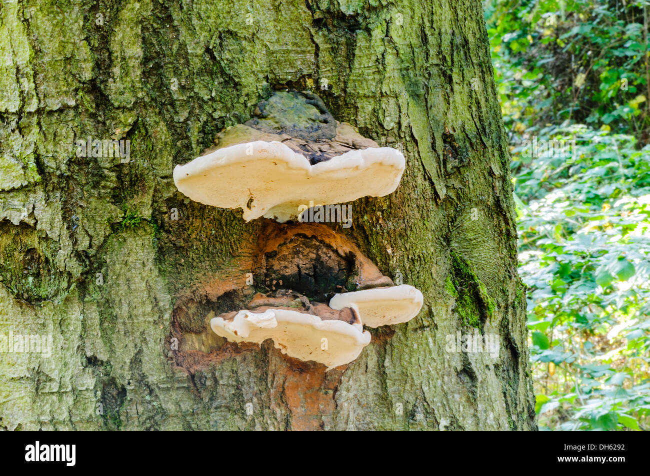 Razor strop fungus (piptoporus betulinus) growing on a tree Stock Photo