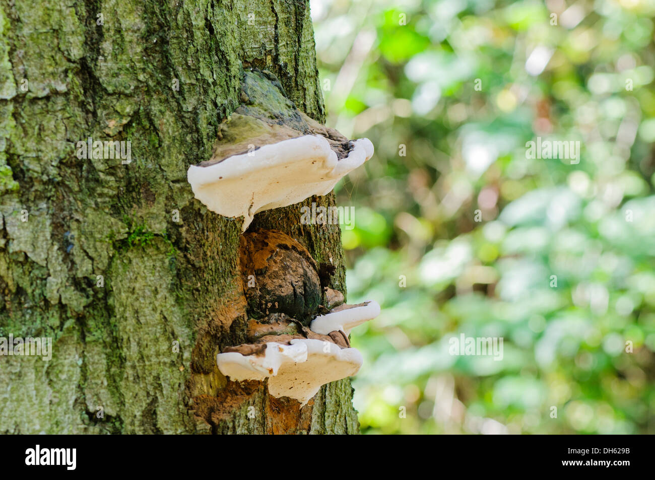 Razor strop fungus (piptoporus betulinus) growing on a tree Stock Photo