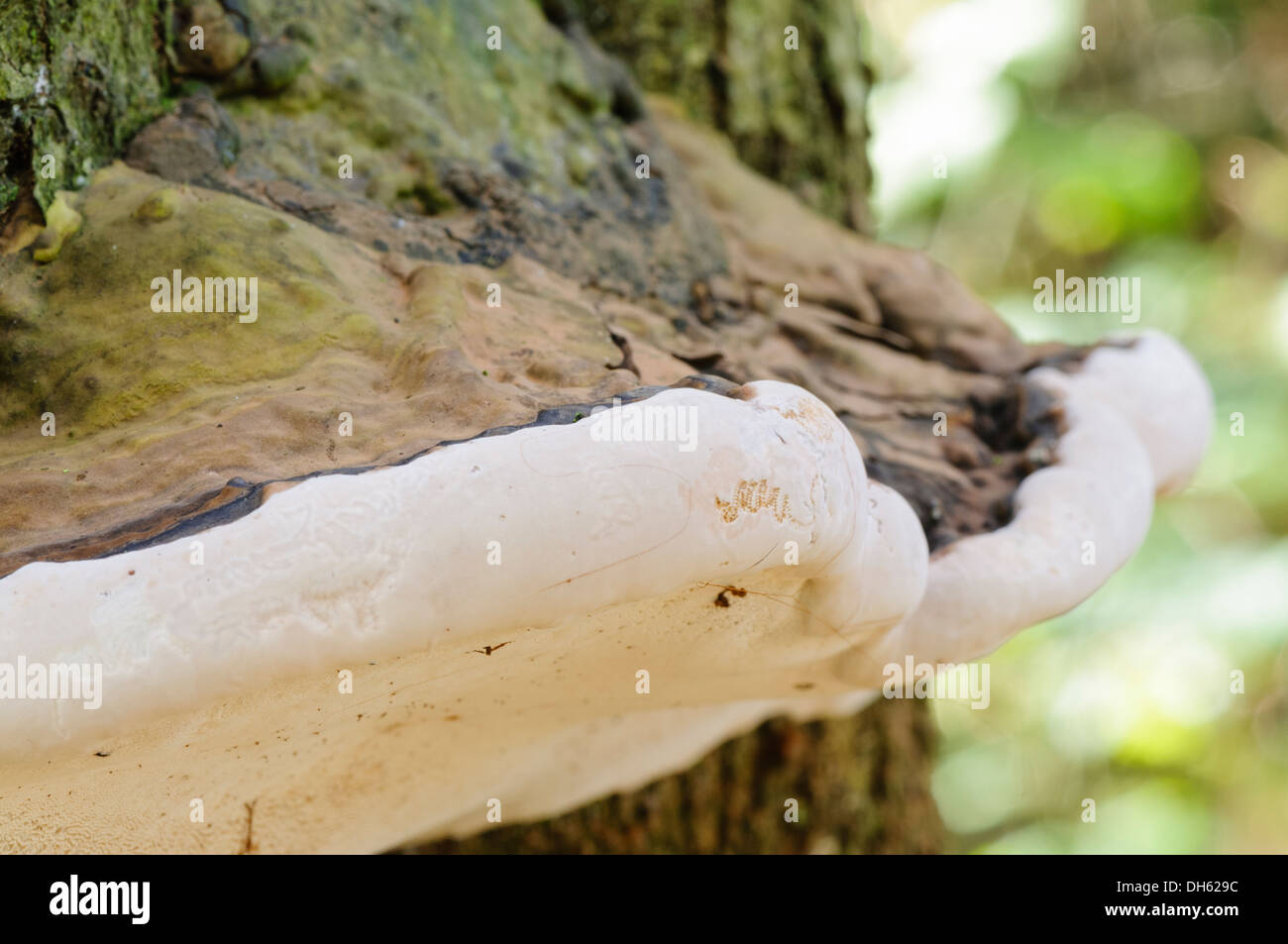 Razor strop fungus (piptoporus betulinus) growing on a tree Stock Photo