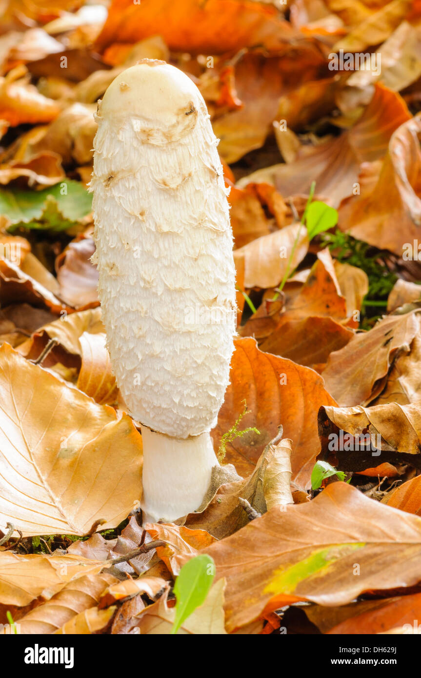 Shaggy inkcap mushroom (Coprinus comatus) growing on a forest floor and surrounded by leaf litter Stock Photo