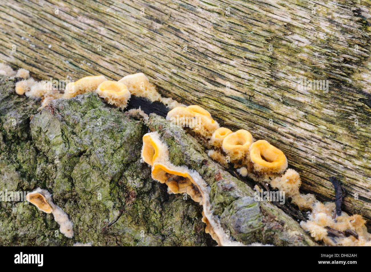Orange fungus growing on the bark of a tree Stock Photo