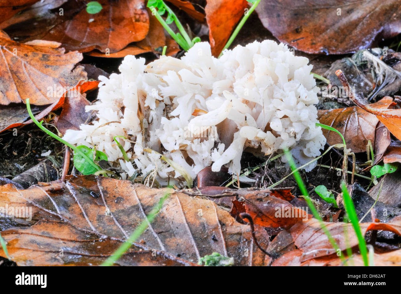 Wood cauliflower (Sparassis crispa) jelly fungus growing among leaf litter Stock Photo