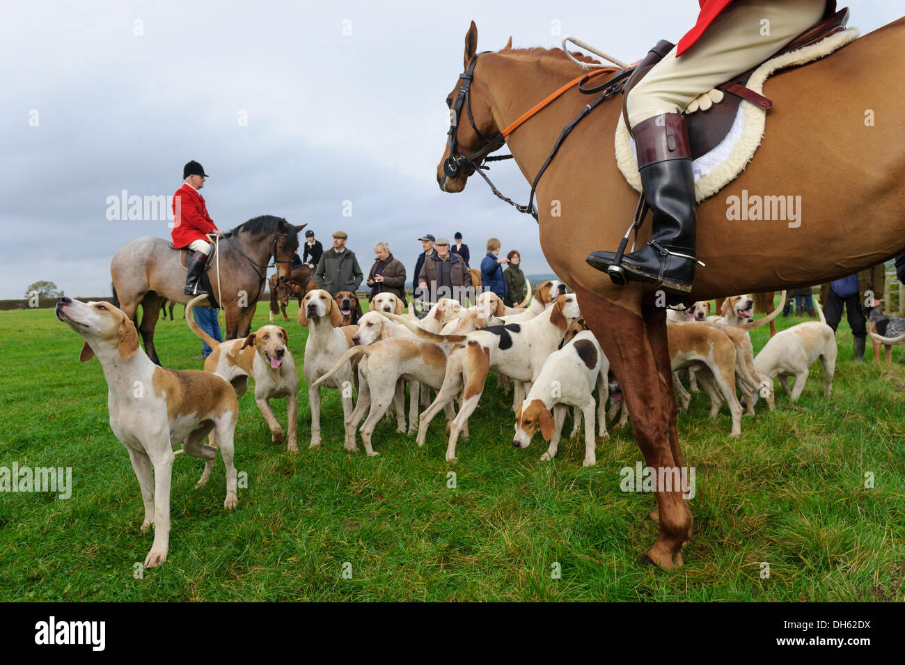 Queniborough, Leicestershire, UK.  1st November 2103. Quorn Huntsman Peter Collins and his hounds at the hunt's traditional start of season meet at Queniborough. Credit:  Nico Morgan/Alamy Live News Stock Photo