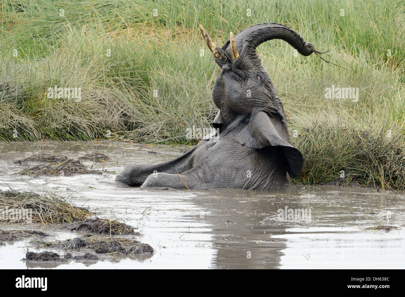 Young elephant playing in a water pool. Stock Photo