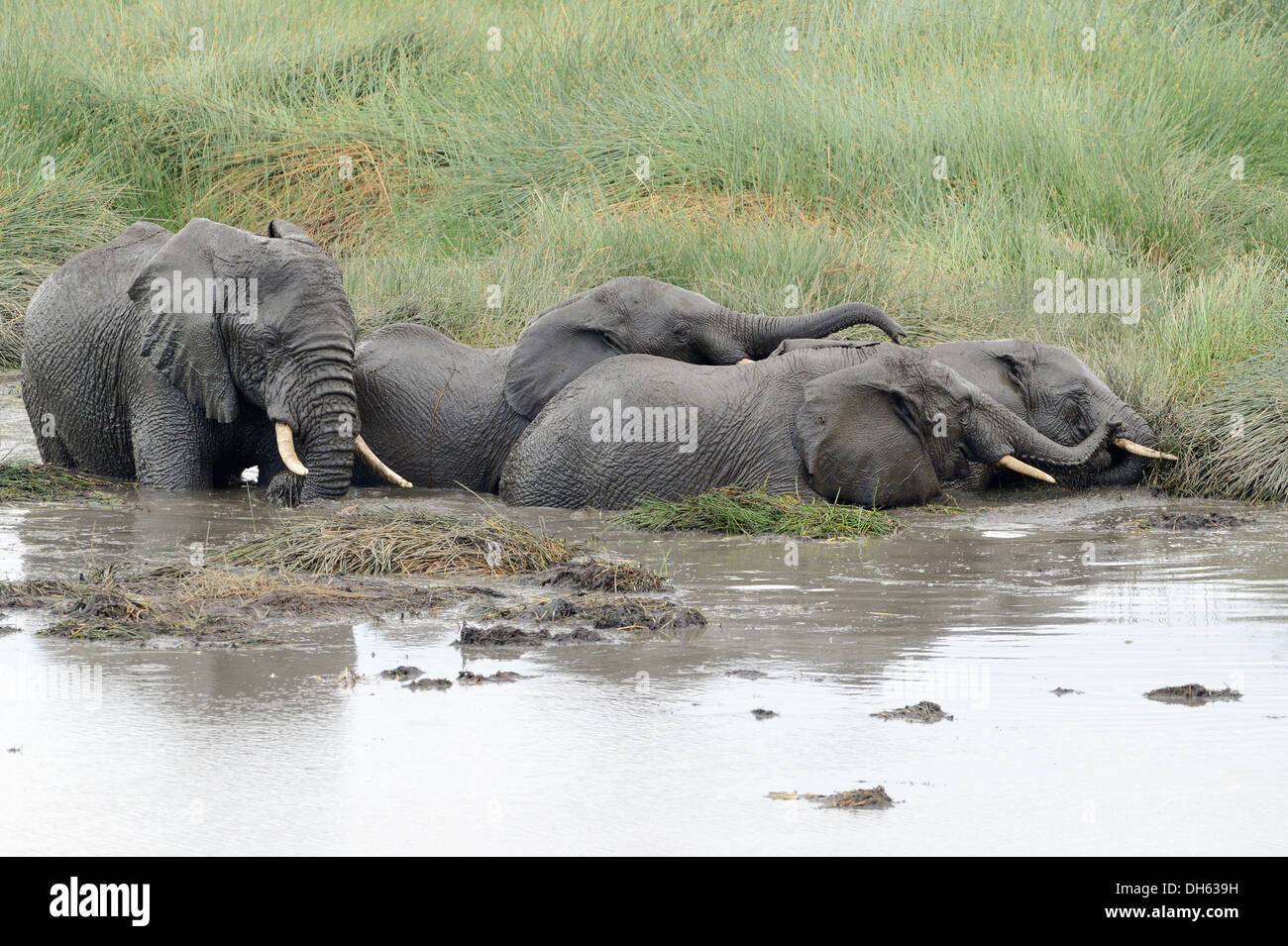 Young elephants playing in a water pool. Stock Photo
