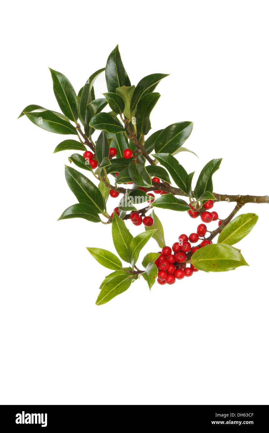 Holly berry seed hires stock photography and images Alamy