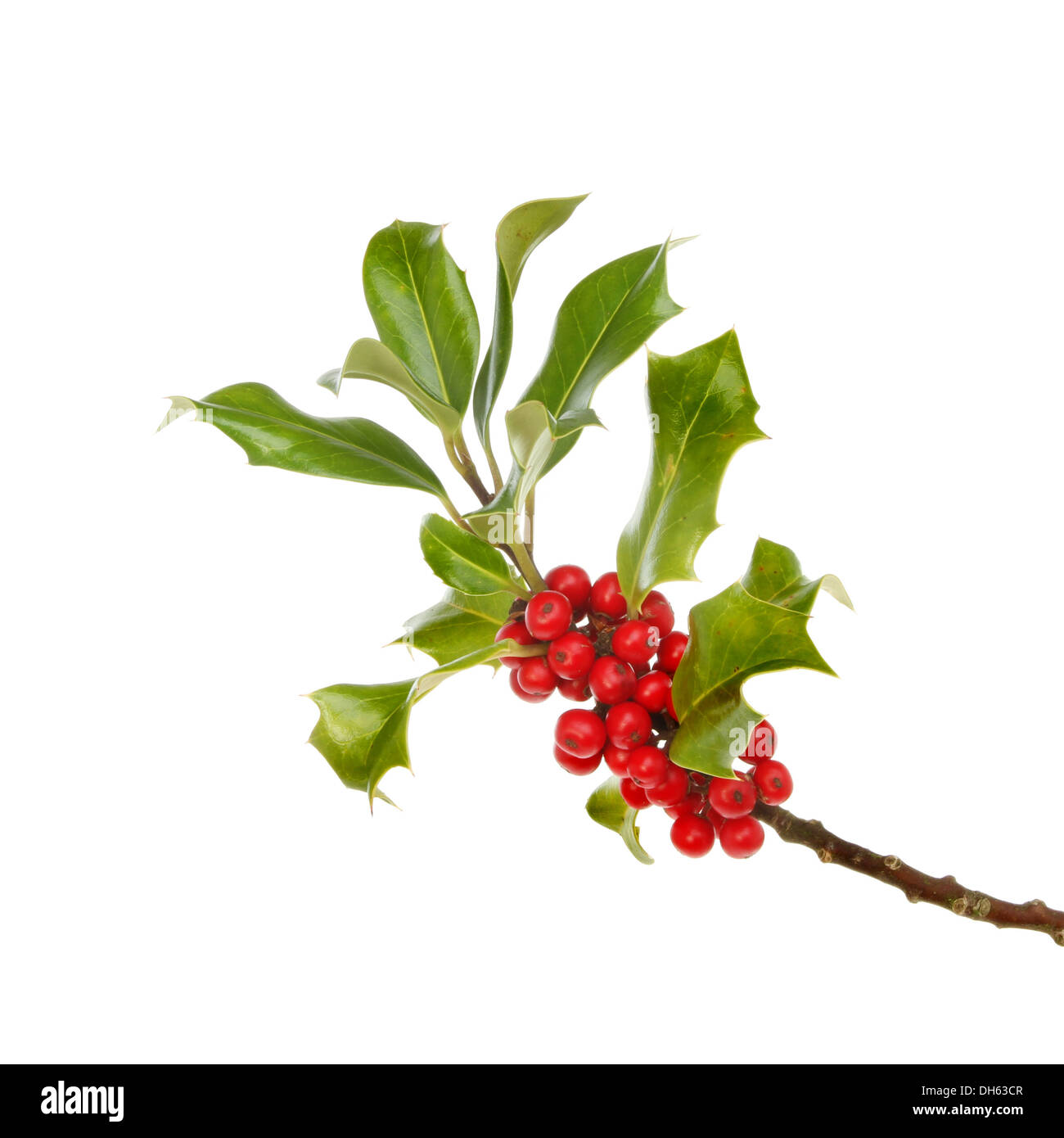 Holly main image 1