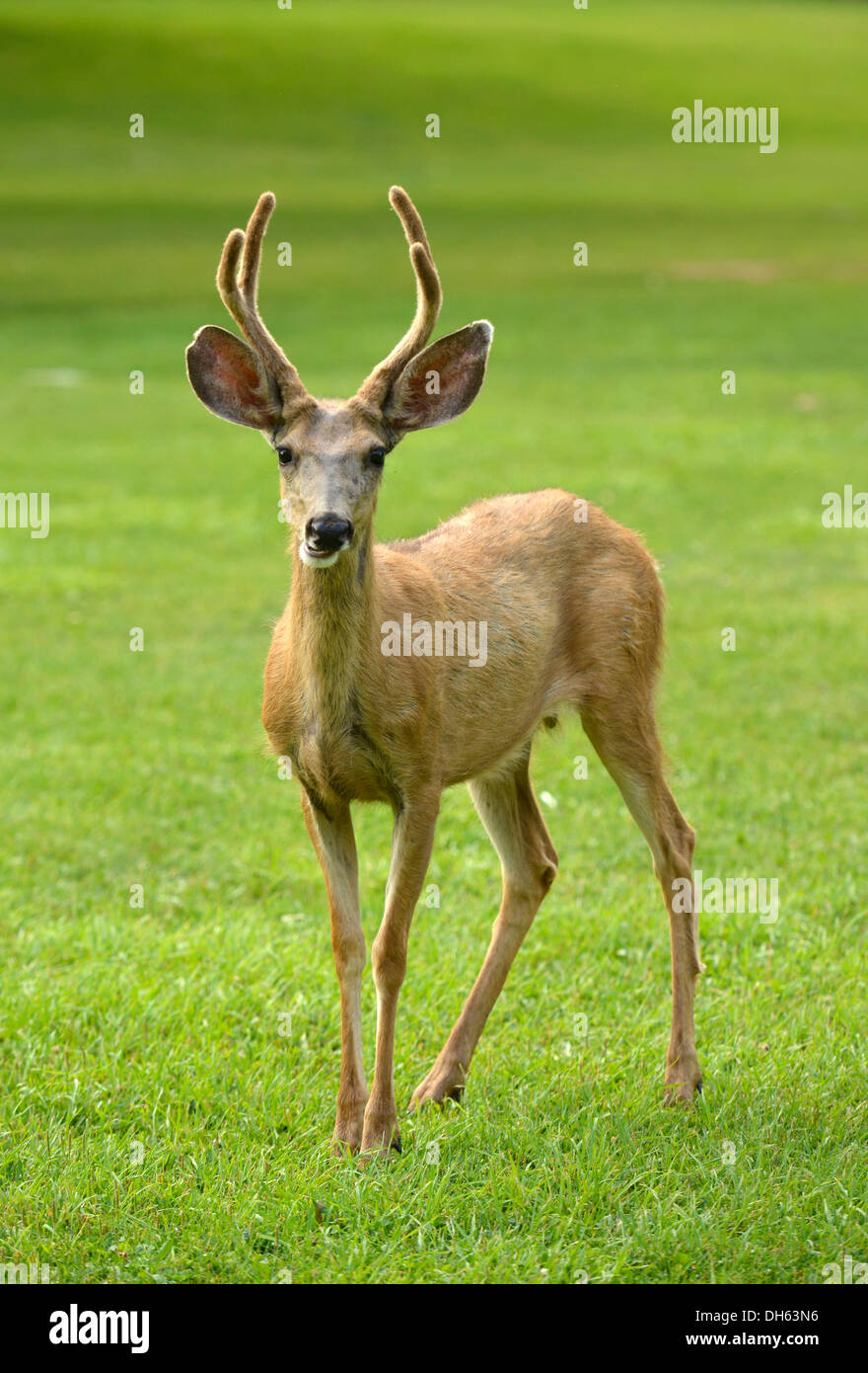 Mule Deer or Black-tailed Deer (Odocoileus hemionus), buck, Capitol Reef National Park, Utah, Southwest Stock Photo