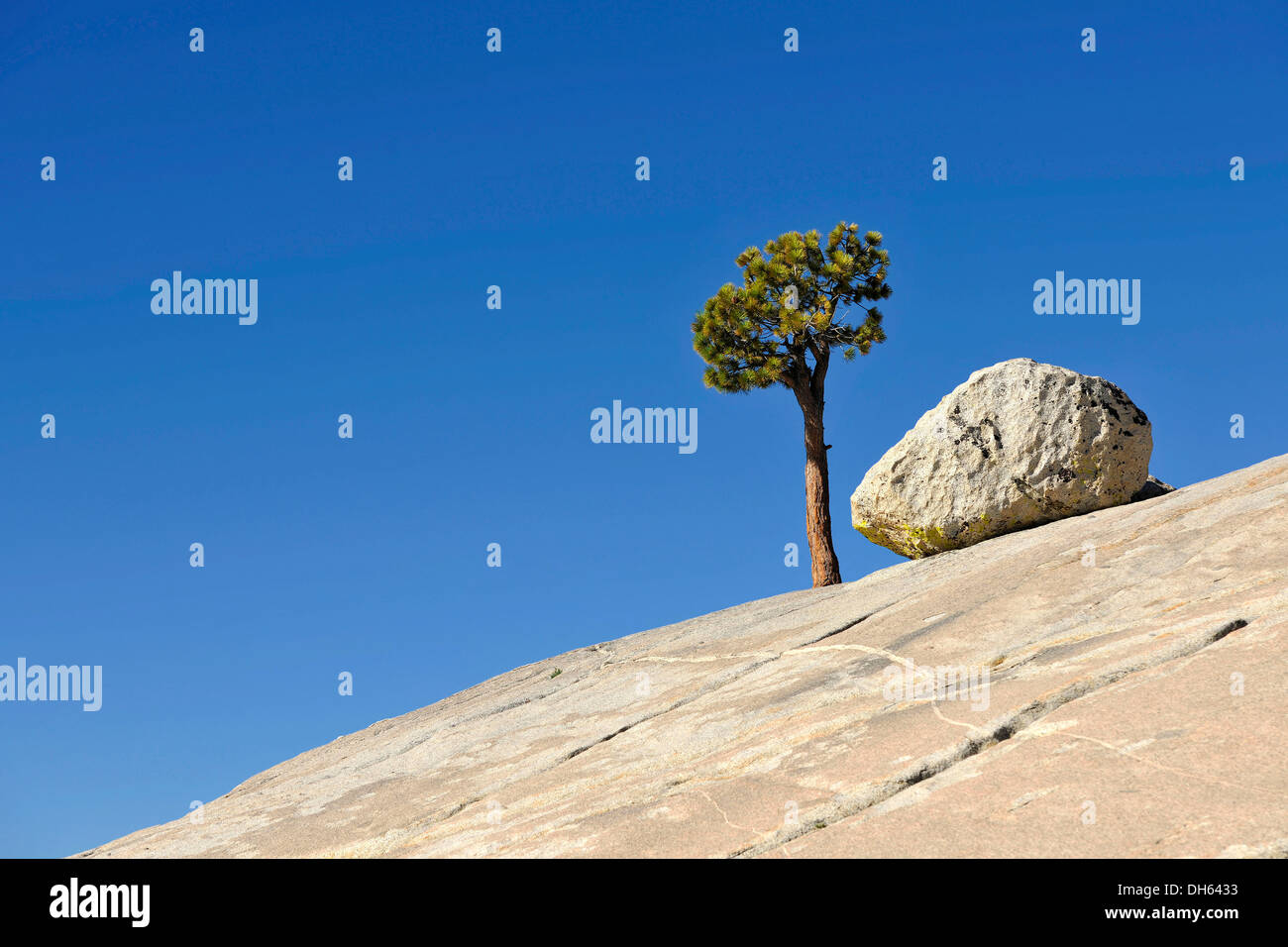 Solitary Great Basin Bristlecone Pine (Pinus longaeva), long-living species, next to granite rocks on a plateau, Olmsted Point Stock Photo