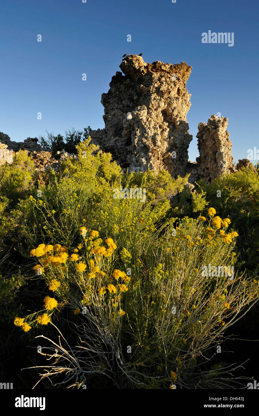 Tufa Rocks, calc-tuff rock formations, South Tufa Area, Mono Basin and Range region, Sierra Nevada, California, USA Stock Photo