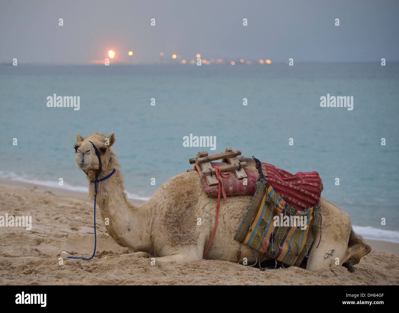Camel lying on the beach, Inland Sea, desert miracle of Qatar, petrochemical plant, gas production facility at back Stock Photo