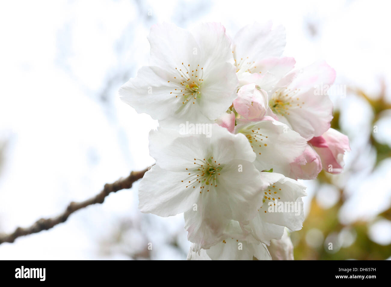 a taste of spring, beautiful clusters of great white cherry blossom Tai Haku  Jane Ann Butler Photography JABP1018 Stock Photo