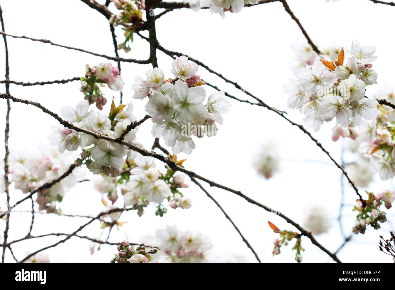 a taste of spring, beautiful clusters of great white cherry blossom Tai Haku  Jane Ann Butler Photography JABP1019 Stock Photo