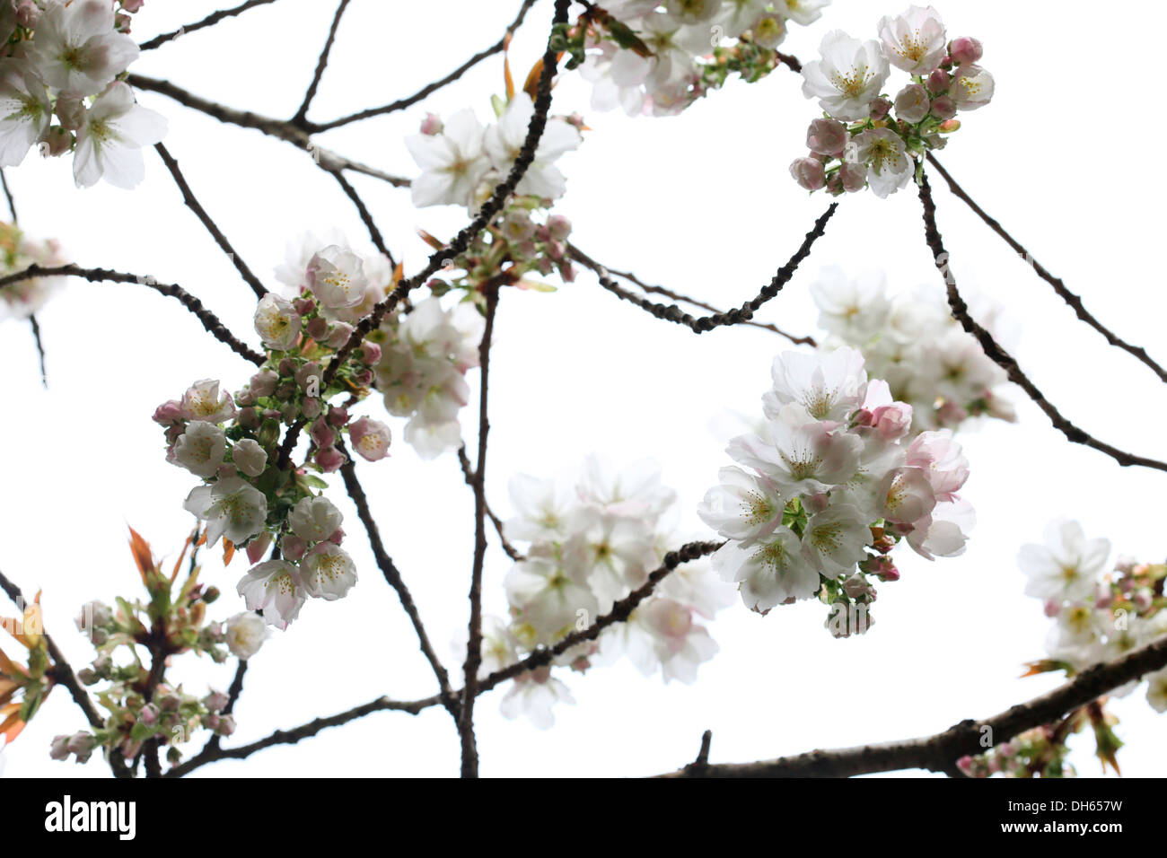a taste of spring, beautiful clusters of great white cherry blossom Tai Haku  Jane Ann Butler Photography JABP1020 Stock Photo