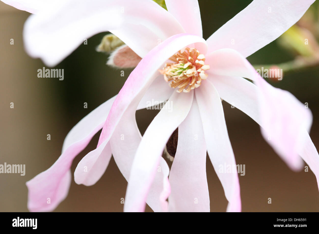 beginning of Spring season open pink magnolia bloom  Jane Ann Butler Photography  JABP1024 Stock Photo