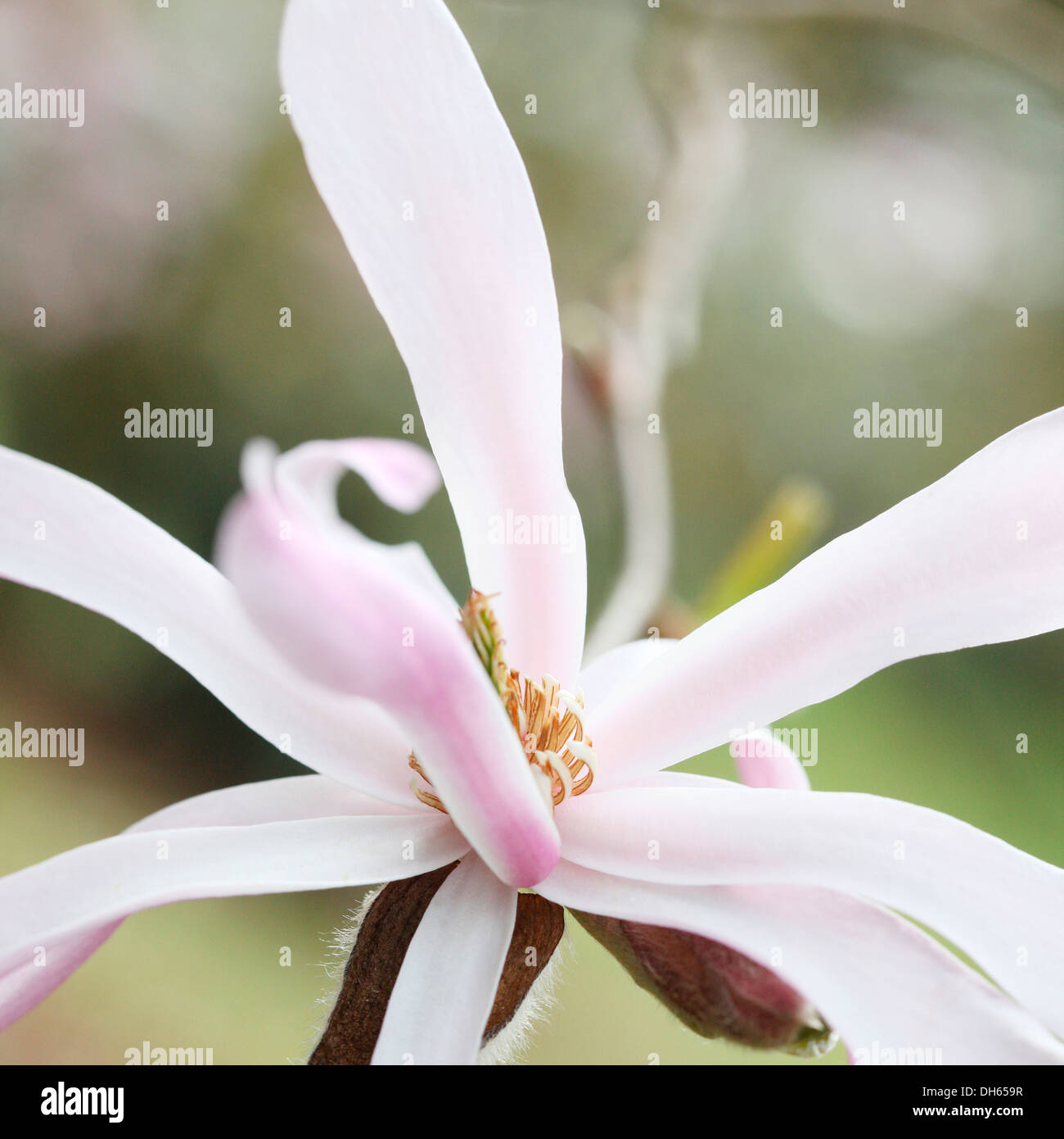 Single magnolia in full bloom hi-res stock photography and images - Alamy