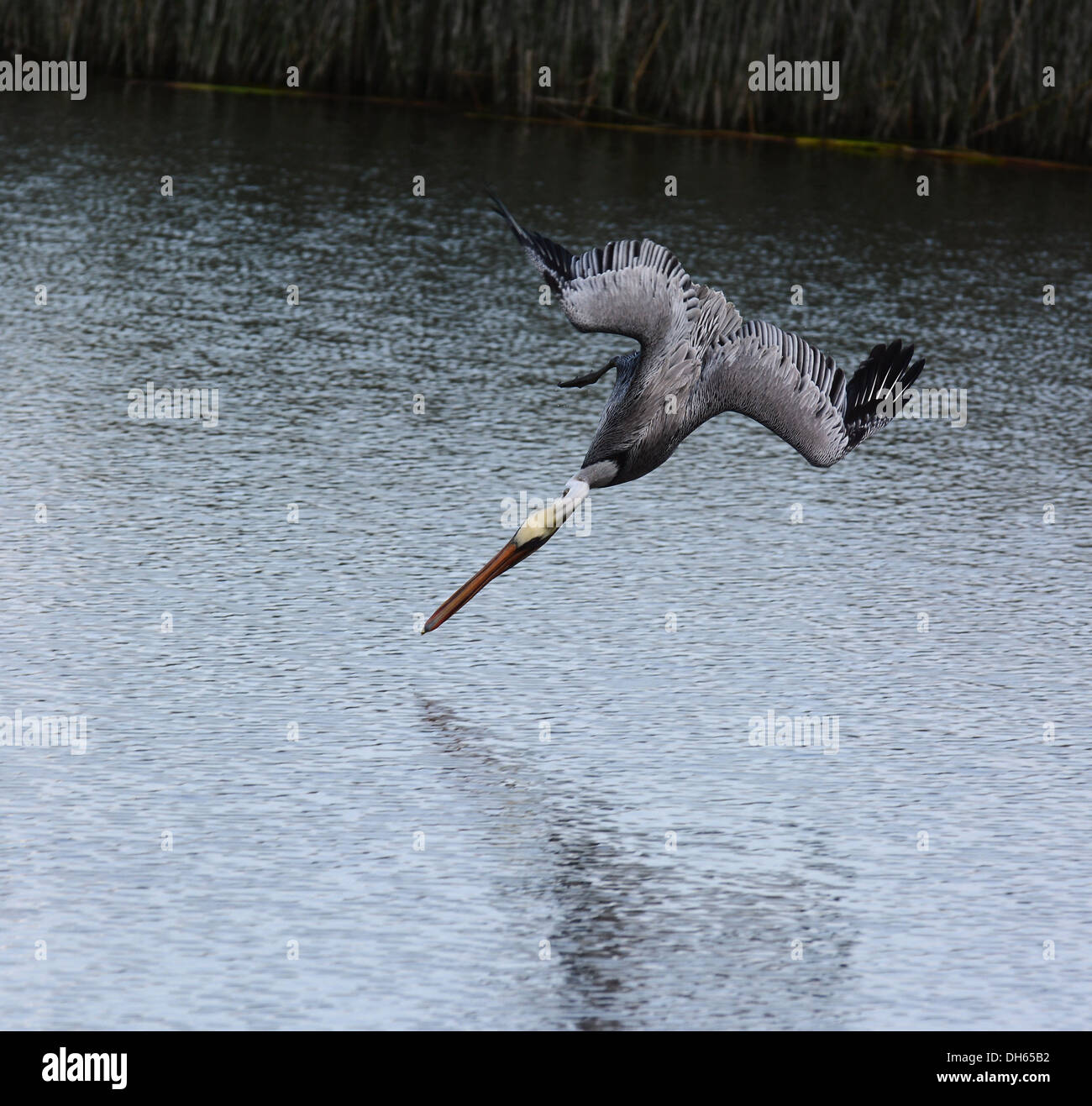 A Brown Pelican diving for food, the bird is just inches from hitting the water. Stock Photo