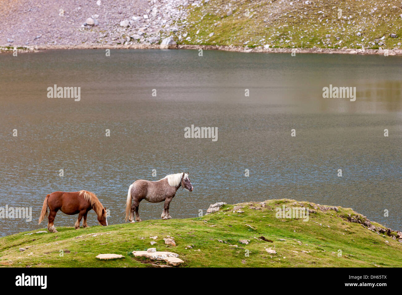 Horses, Ibon de Asnos, Sierra de Tendeñera, Pyrenees, Huesca province, Aragon, Spain, Europe. Stock Photo