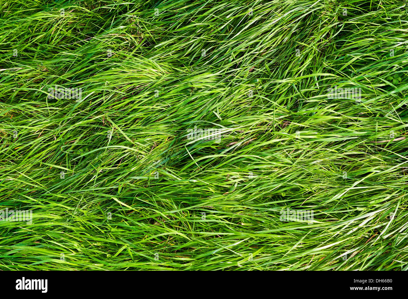 Wet grass verge hi-res stock photography and images - Alamy