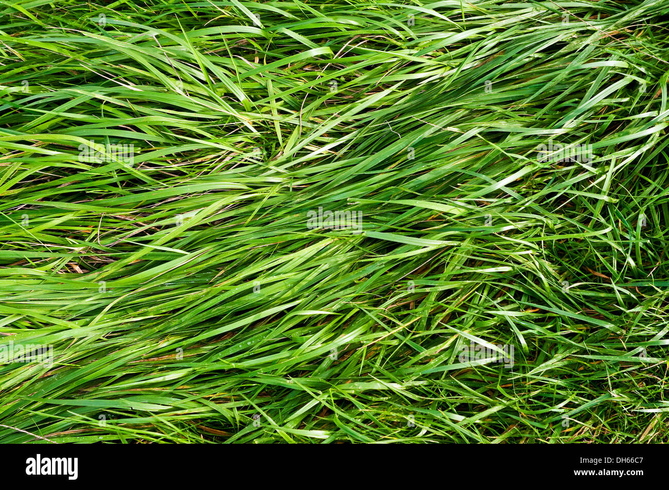 Windblown, wet long grass - France. Stock Photo