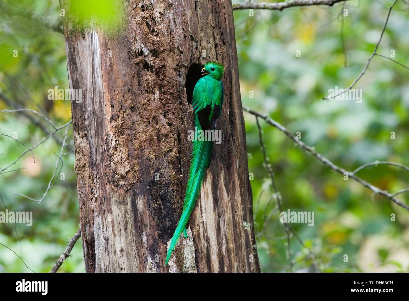 Resplendent Quetzal (Pharomachrus mocinno costaricensis), male at nest, Costa Rica, Central America Stock Photo