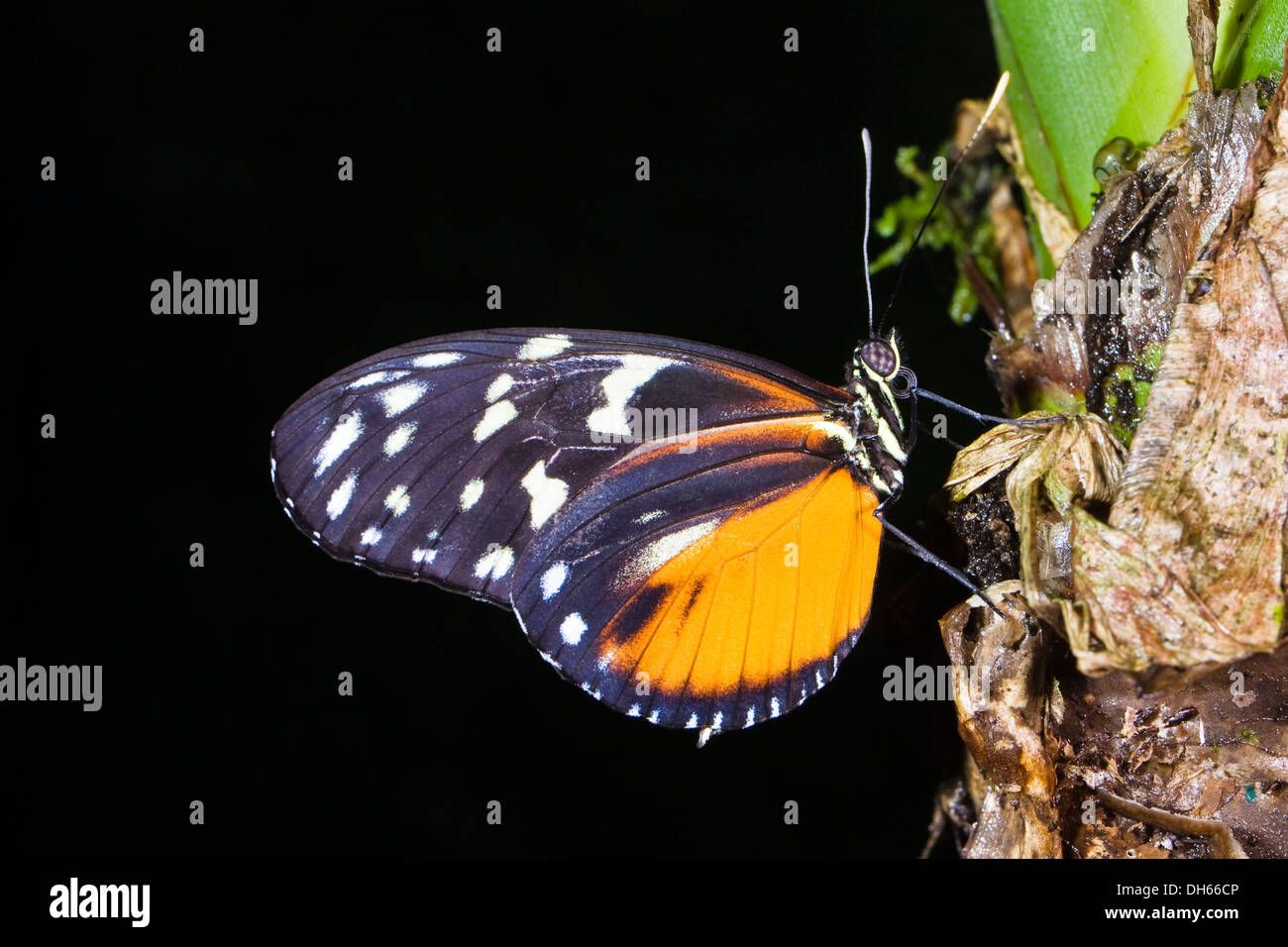 Passionvine Butterfly (Heliconius hecale) in rainforest, Costa Rica, Central America Stock Photo